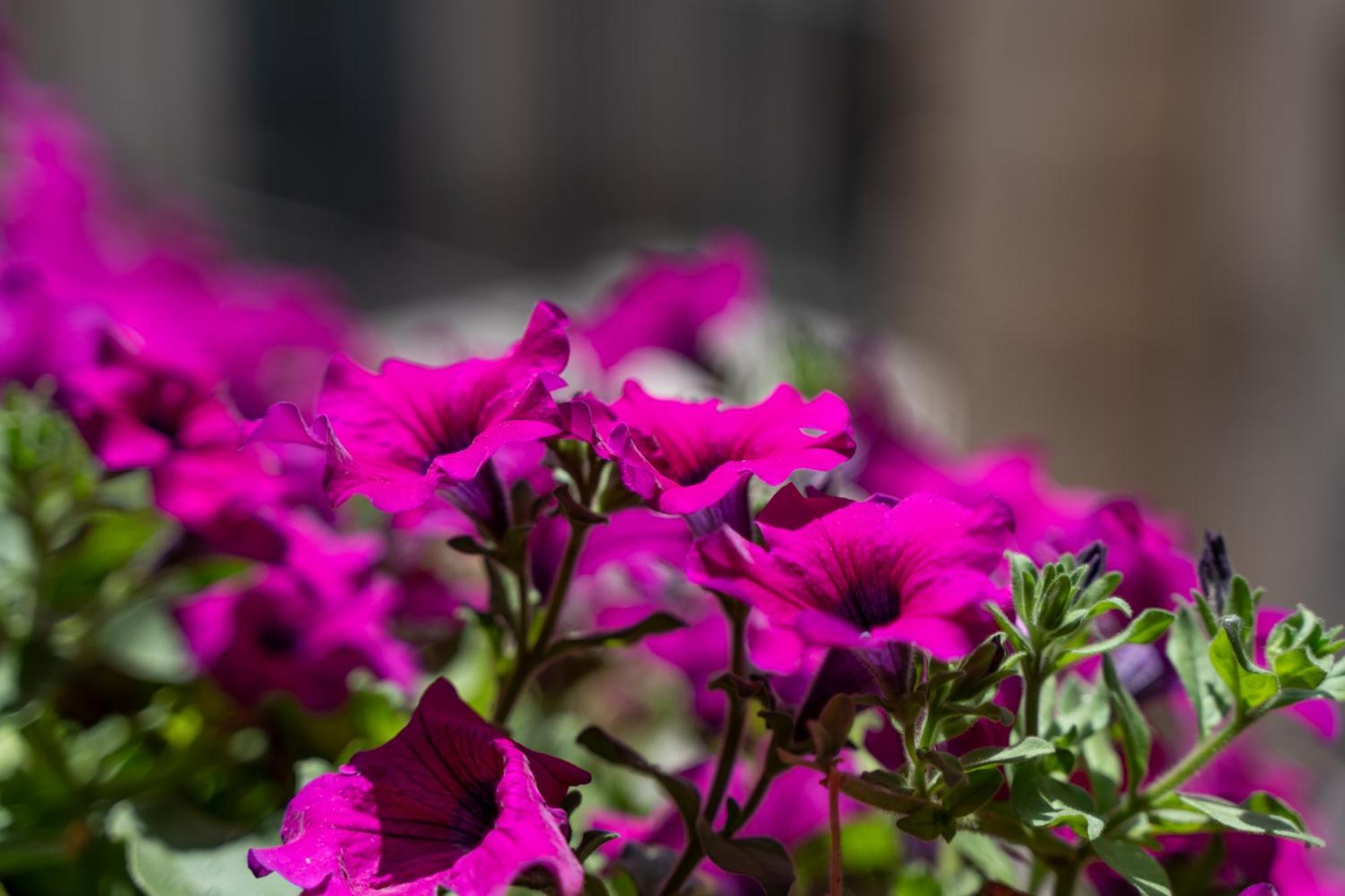 La Duca Suites & Apartments Palermo Dış mekan fotoğraf